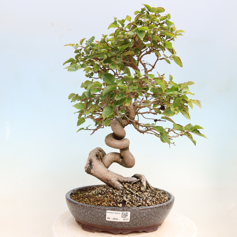 Bonsai für draußen -Carpinus CARPINOIDES - Koreanische Hainbuche