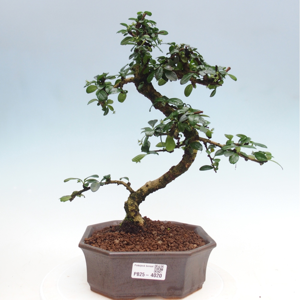 Zimmer-Bonsai - Carmona macrophylla - Tee-Fuki