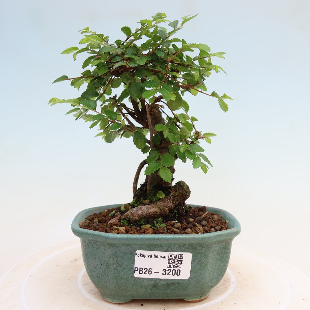Zimmerbonsai - Ulmus parvifolia - Kleinblättrige Ulme