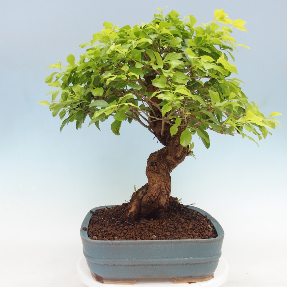 Zimmerbonsai - Duranta erecta Aurea - NUR PERSÖNLICHE ABHOLUNG oder Palettentransport