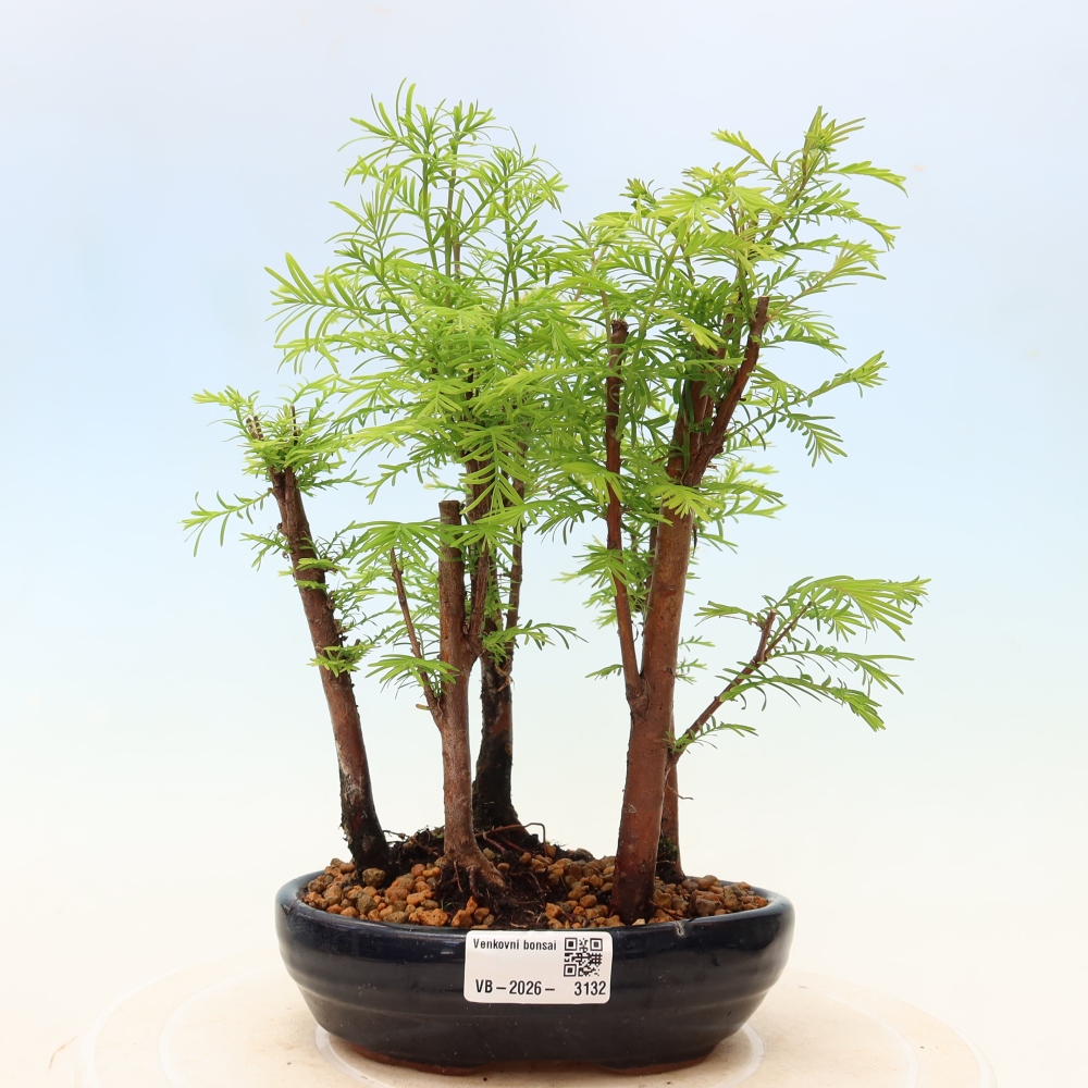 Bonsai für den Außenbereich – Metasequoia glyptostroboides – Chinesische Metasequoia – Wäldchen