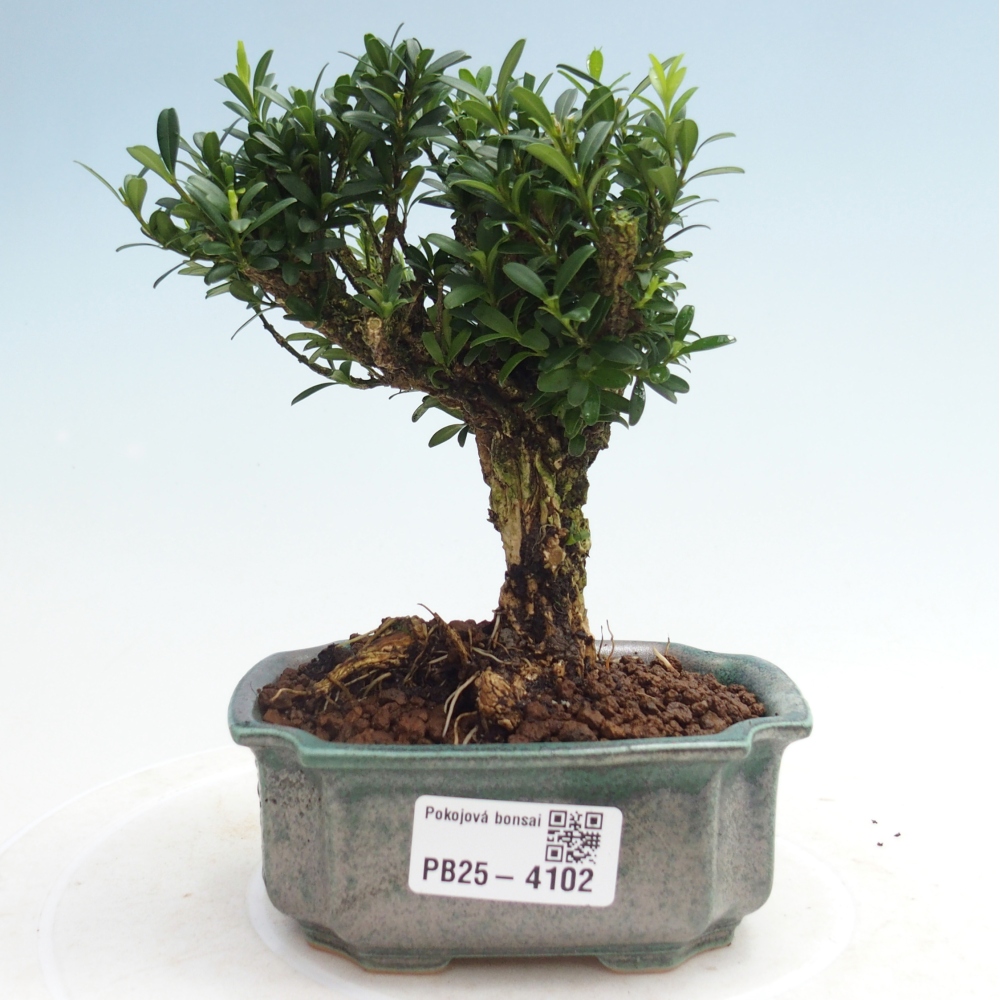 Zimmer Bonsai - Buxus harlandii - Korkbuxus