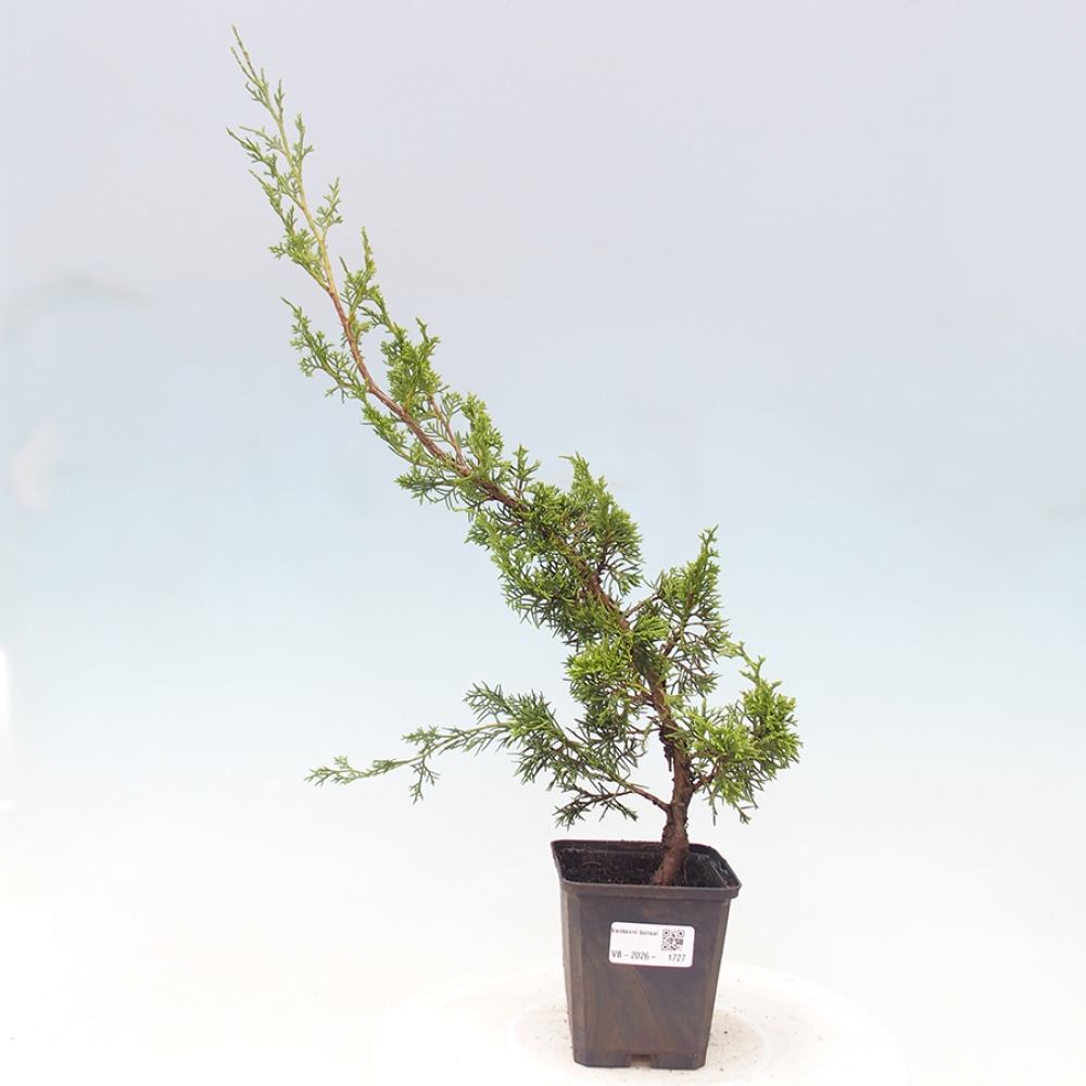 Bonsai für draußen - Juniperus chinensis Itoigawa