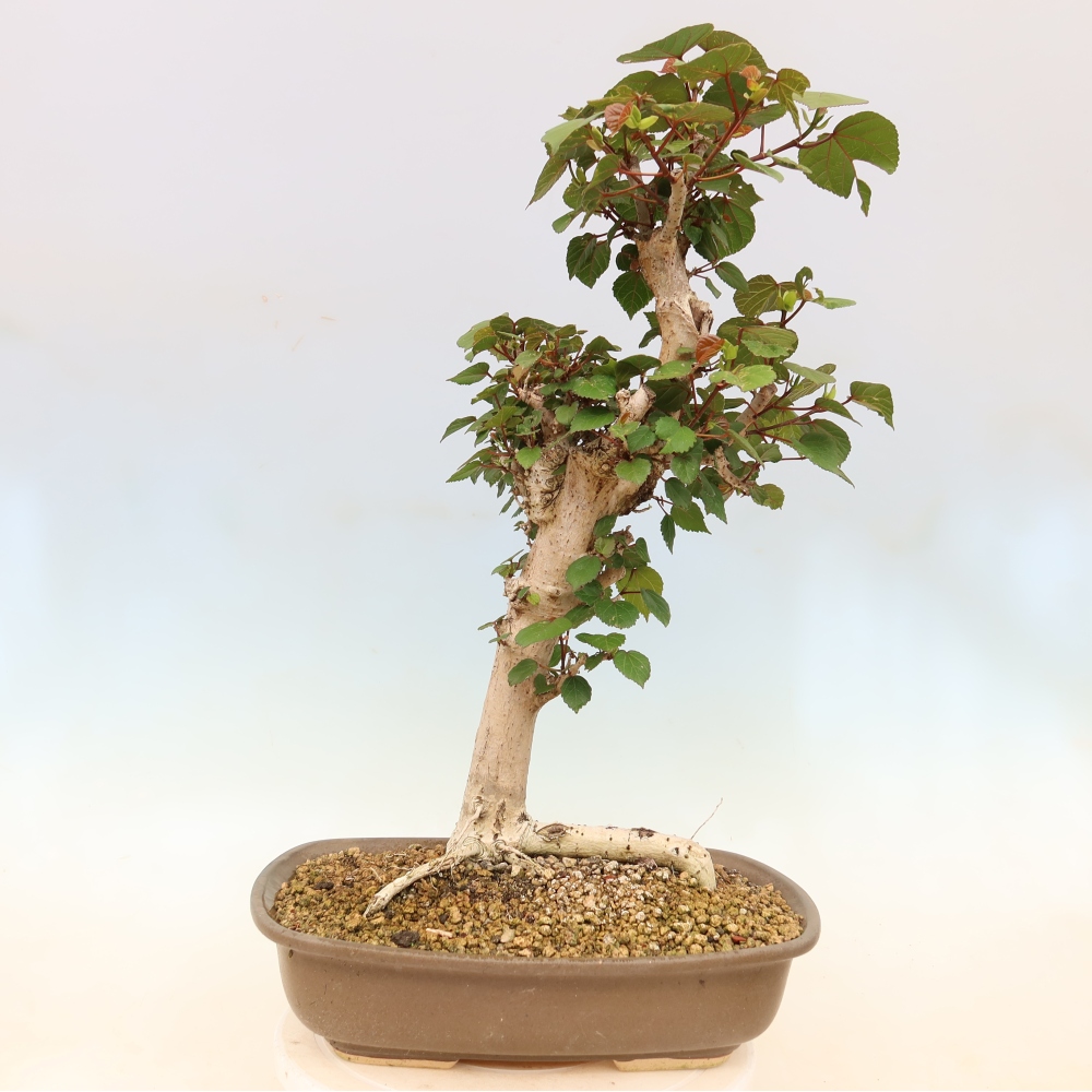 Zimmerbonsai - Hibiscus tiliaceus - Meeres-Hibiskus