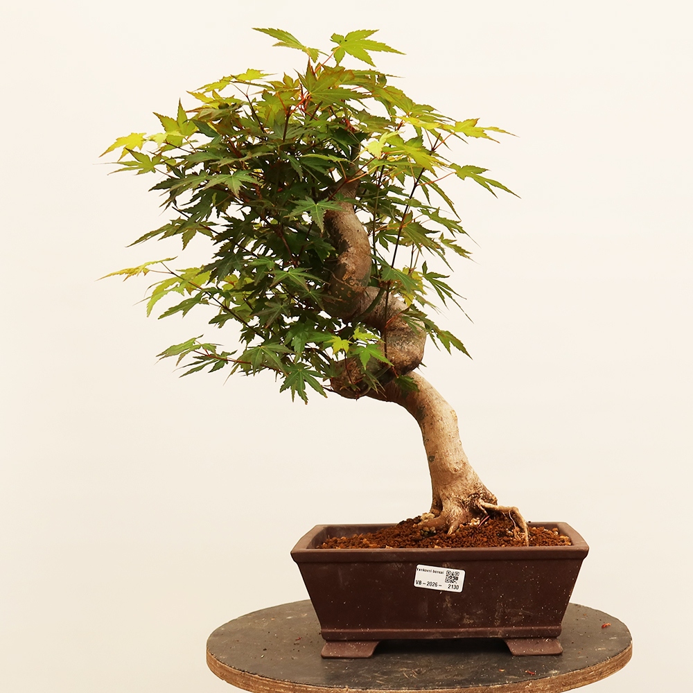 Bonsai für draußen - Ahorn palmatum - Palmen