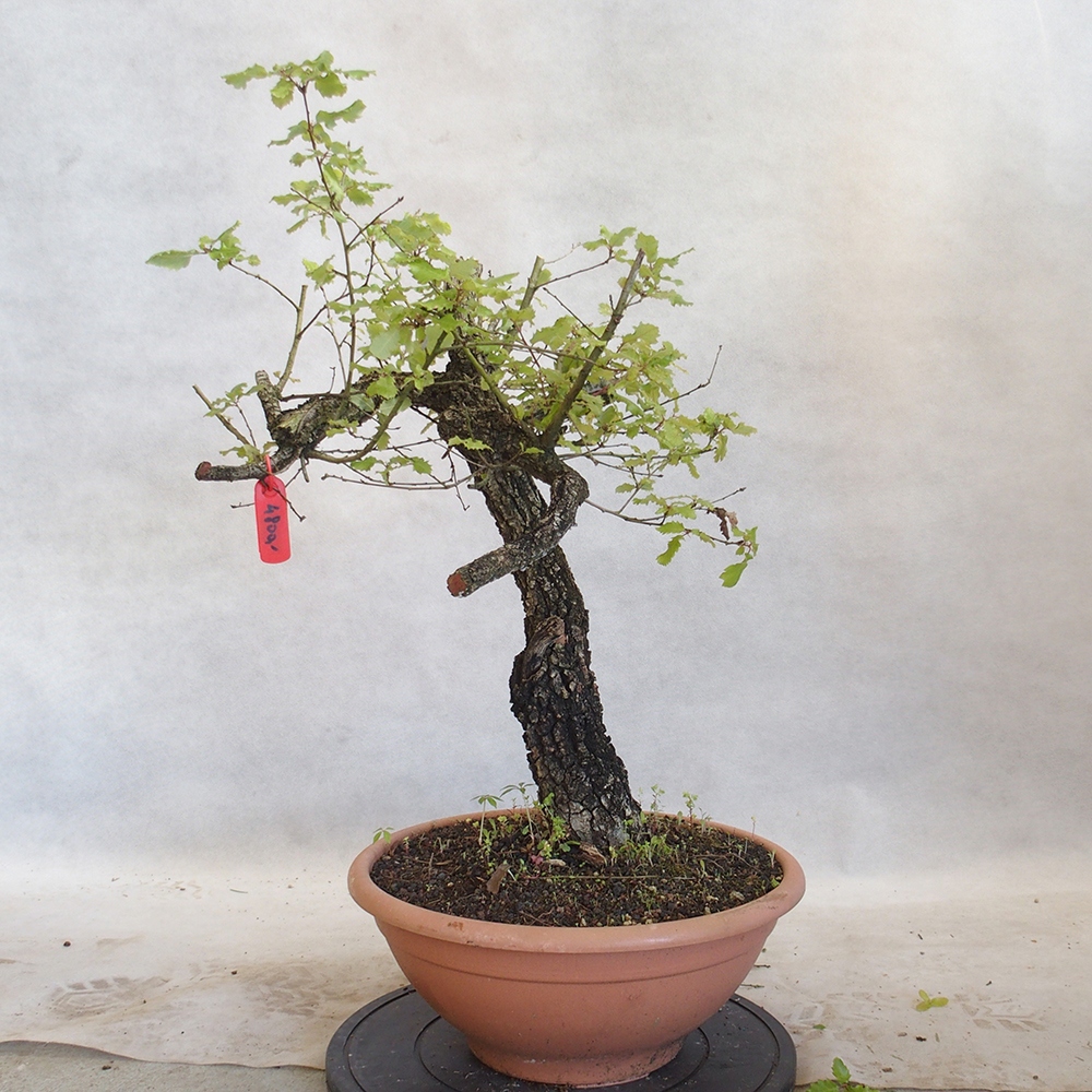 Freilandbonsai Quercus Cerris - Eiche Cer