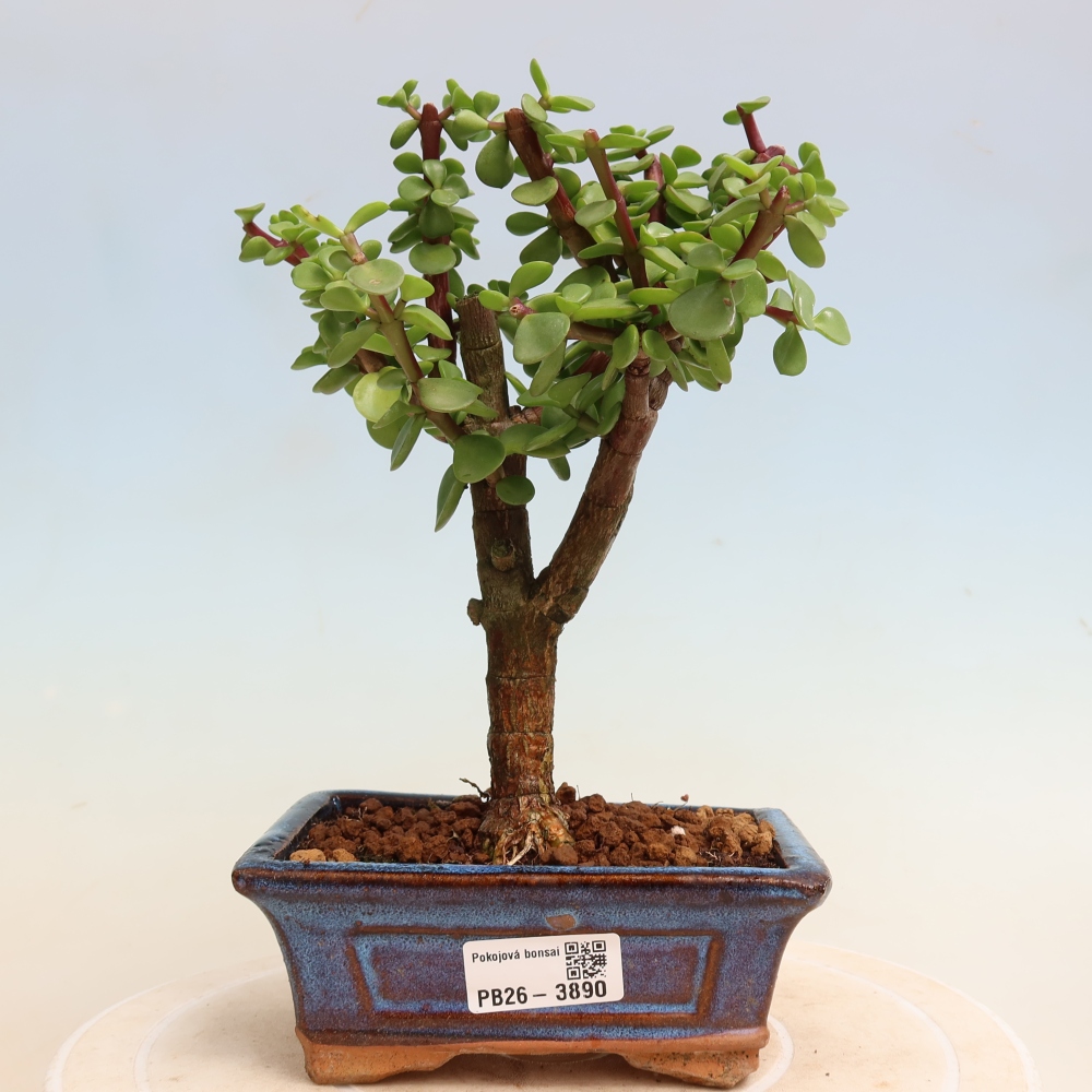 Zimmer Bonsai - Portulakaria Afra - Tlustice