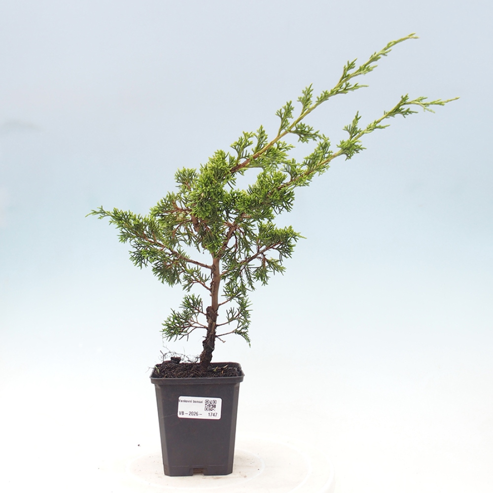 Bonsai für draußen - Juniperus chinensis Itoigawa