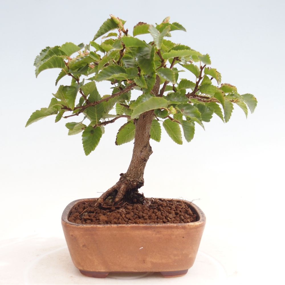 Outdoor-Bonsai -Carpinus CARPINOIDES - Koreanisch Hainbuche