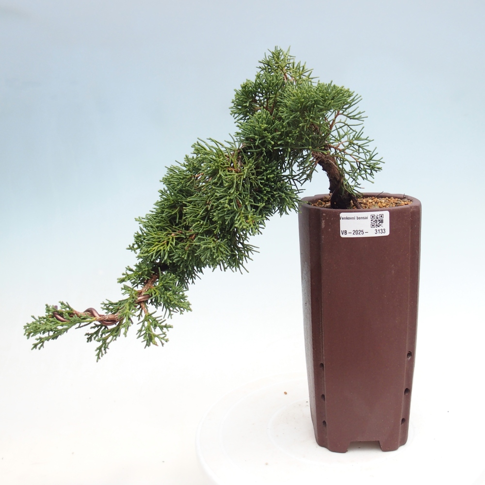 Bonsai im Freien - Juniperus chinensis Kishu - Chinesischer Wacholder