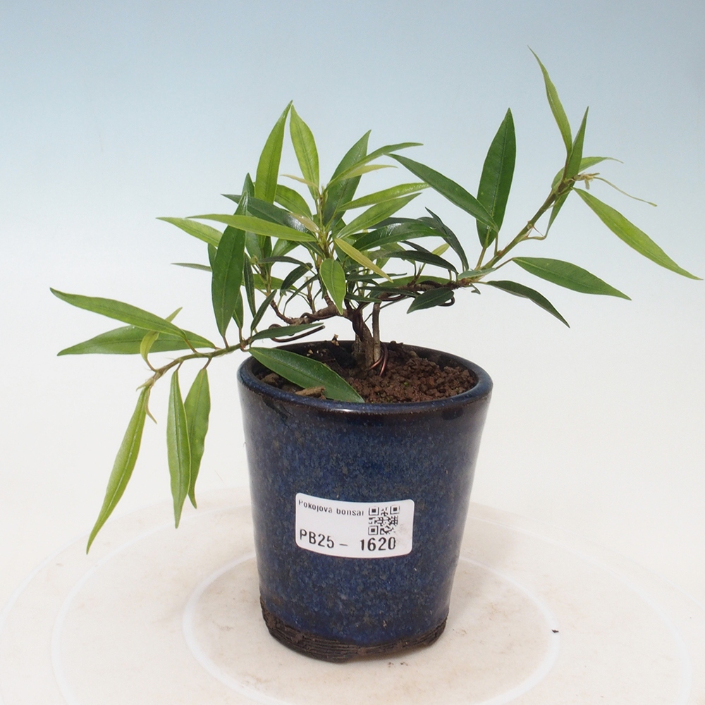 Zimmerbonsai - Ficus nerifolia - kleinblättriger Ficus