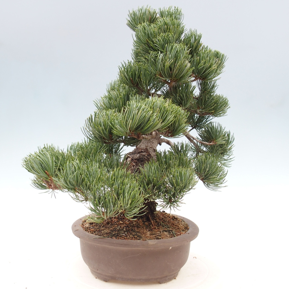 Bonsai im Freien - Pinus parviflora - kleine Kiefer