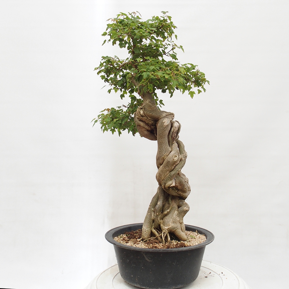 Bonsai im Freien - Ahorn Buergerianum - Burger Maple
