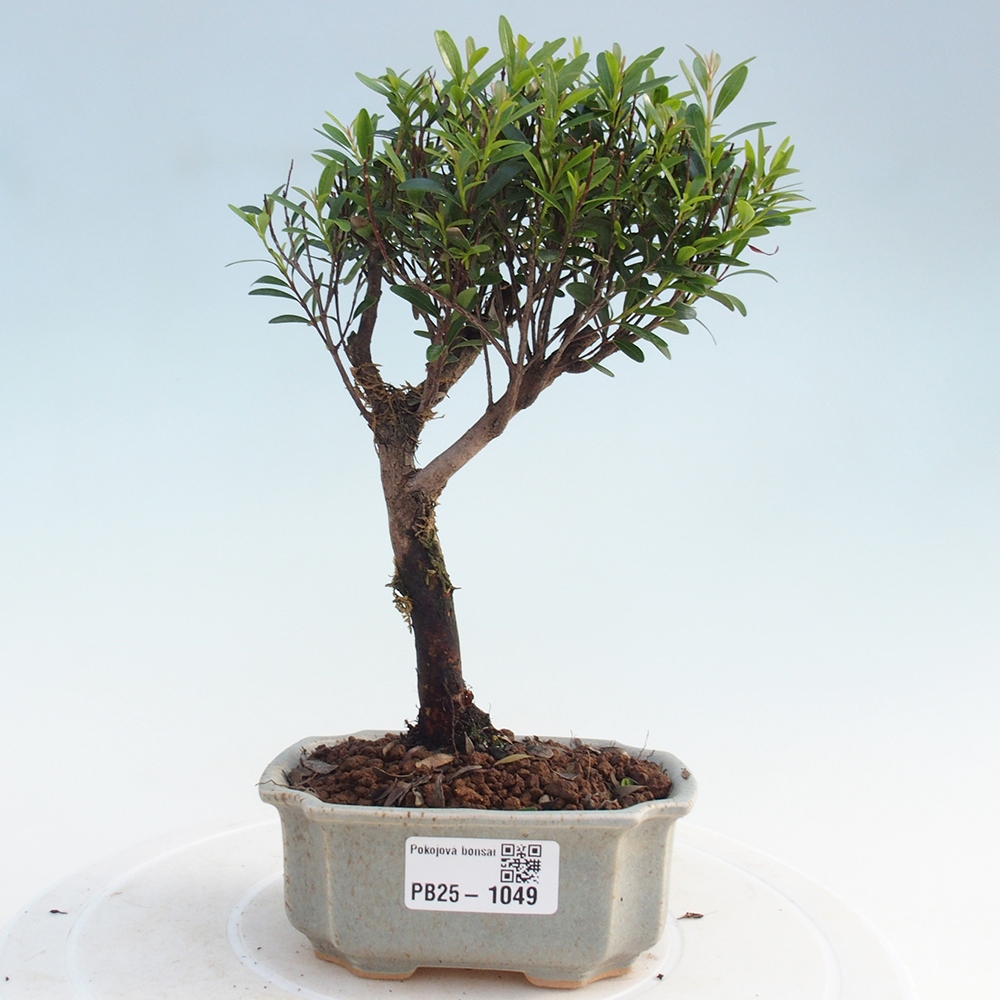 Zimmer Bonsai - Syzygium - Pimentovník