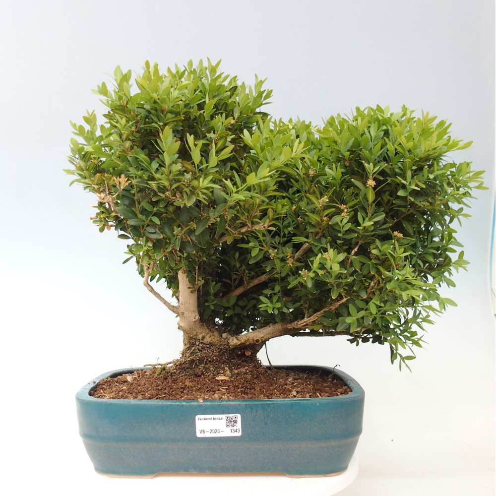 Bonsai für draußen - Buxus sempervirens - Buchsbaum