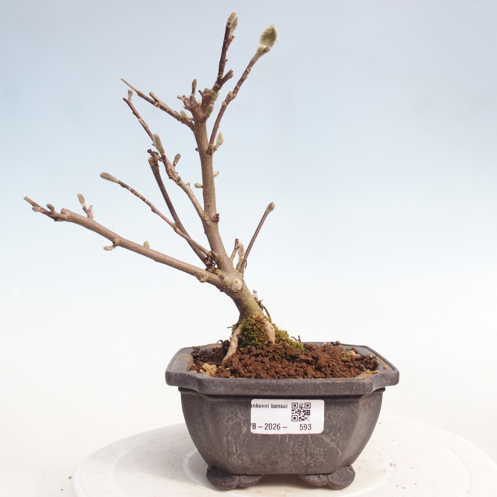 Bonsai für draußen - Magnolia stellata