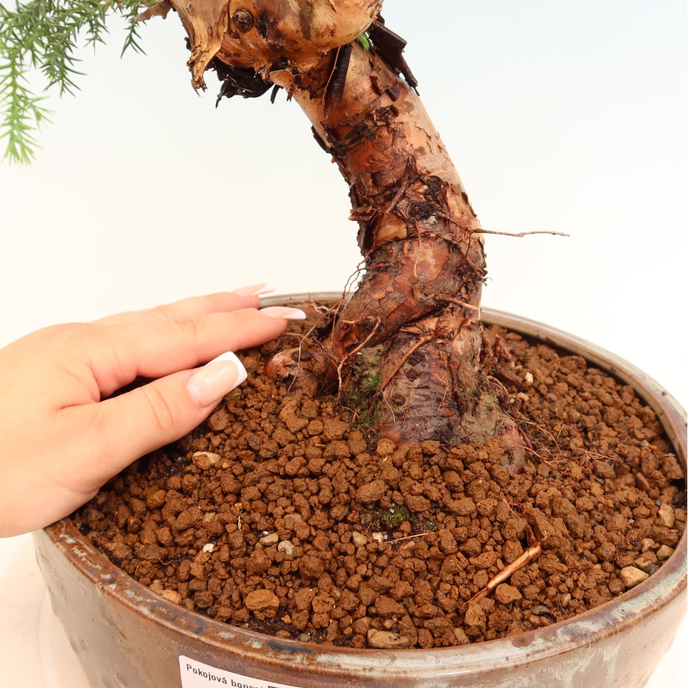 Zimmer Bonsai - Araucaria - Zimmer Fichte