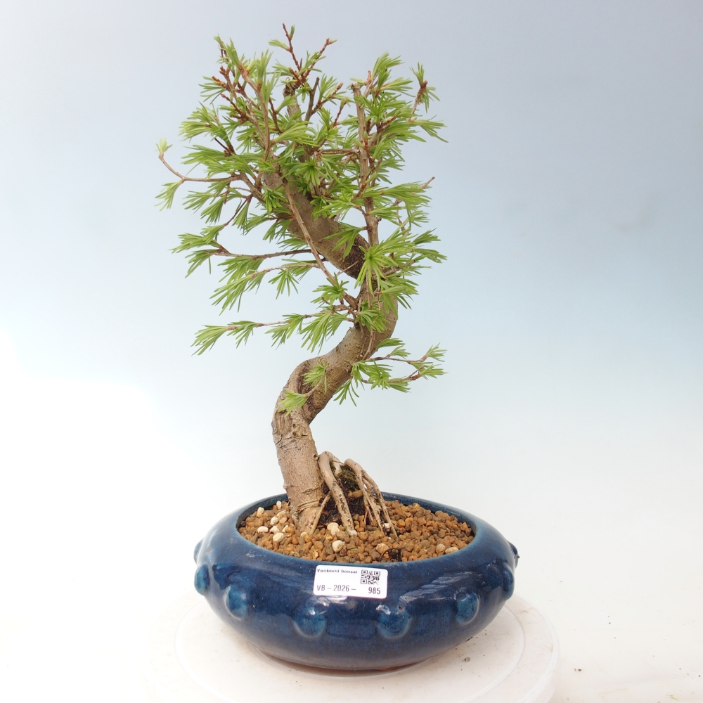 Bonsai für draußen -Pseudolarix amabis-Pseudolarix amabis