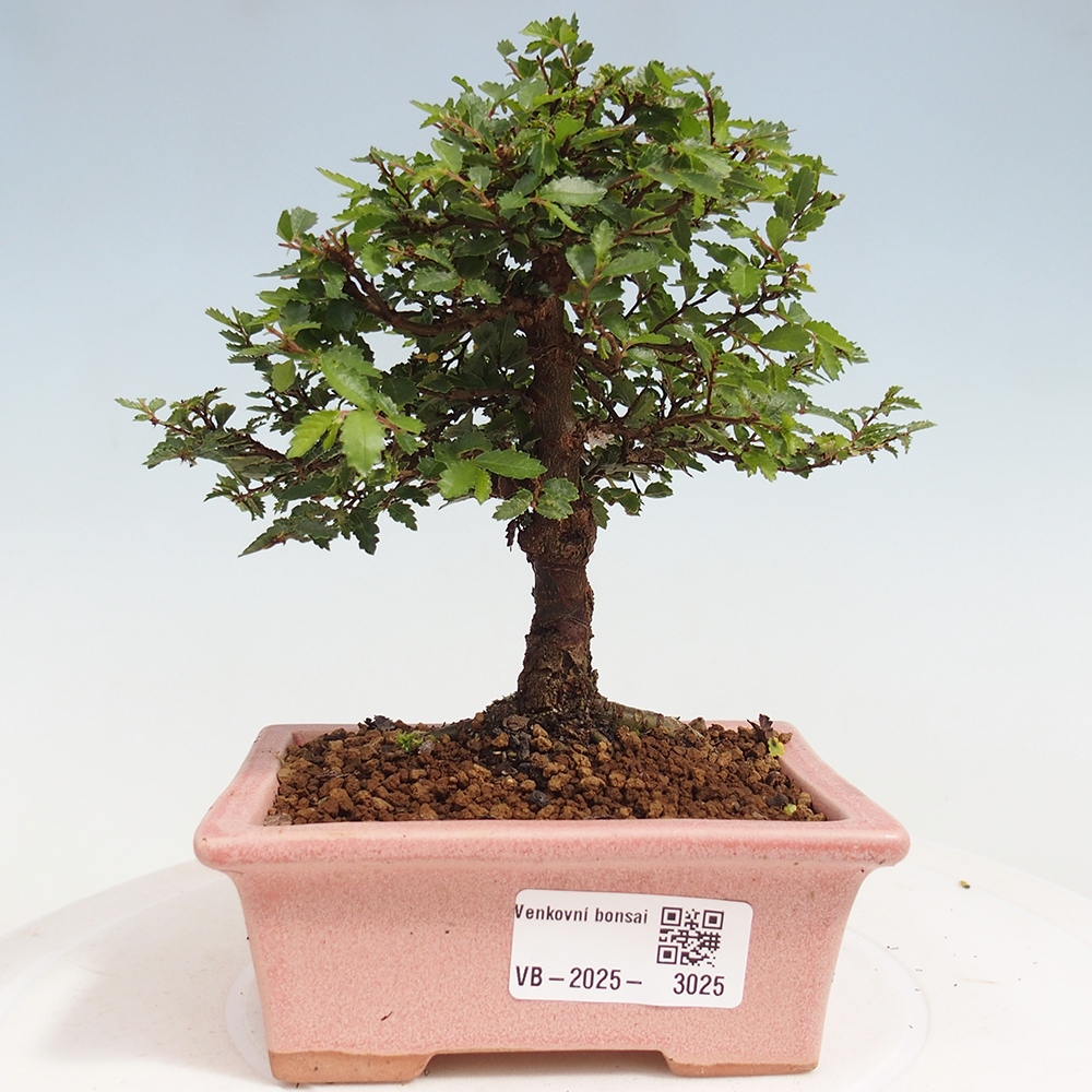 Bonsai im Freien - Ulmus parvifolia Sagei - Kleinblättrige Ulme