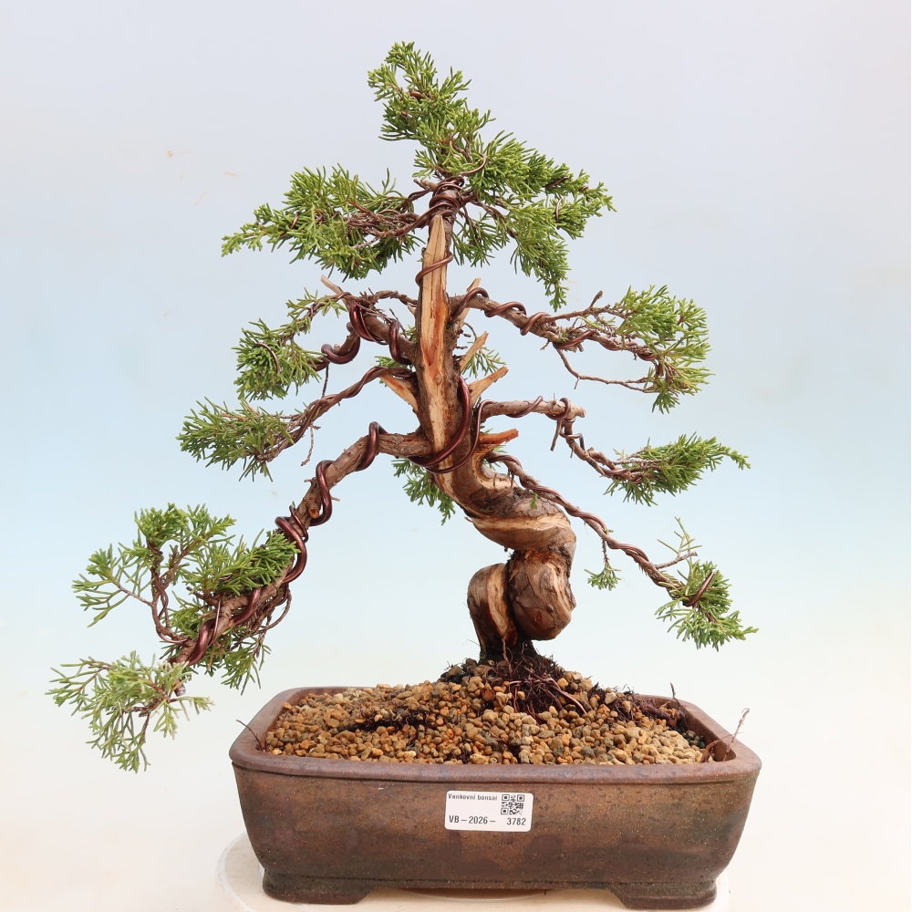 Bonsai für draußen - Juniperus chinensis Itoigawa-Juniperus chinensis