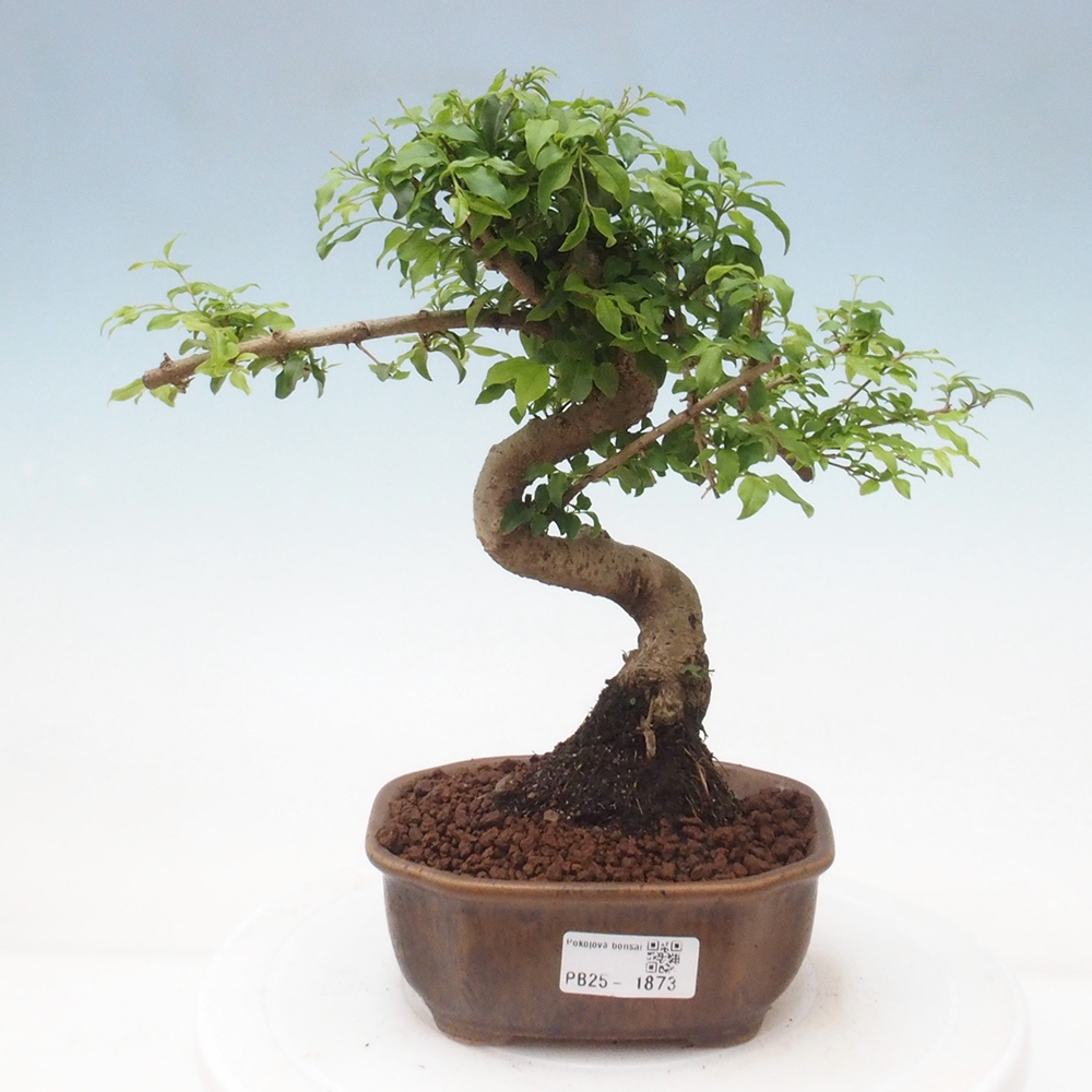 Indoor Bonsai -Ligustrum chinensis - Vogelschnabel