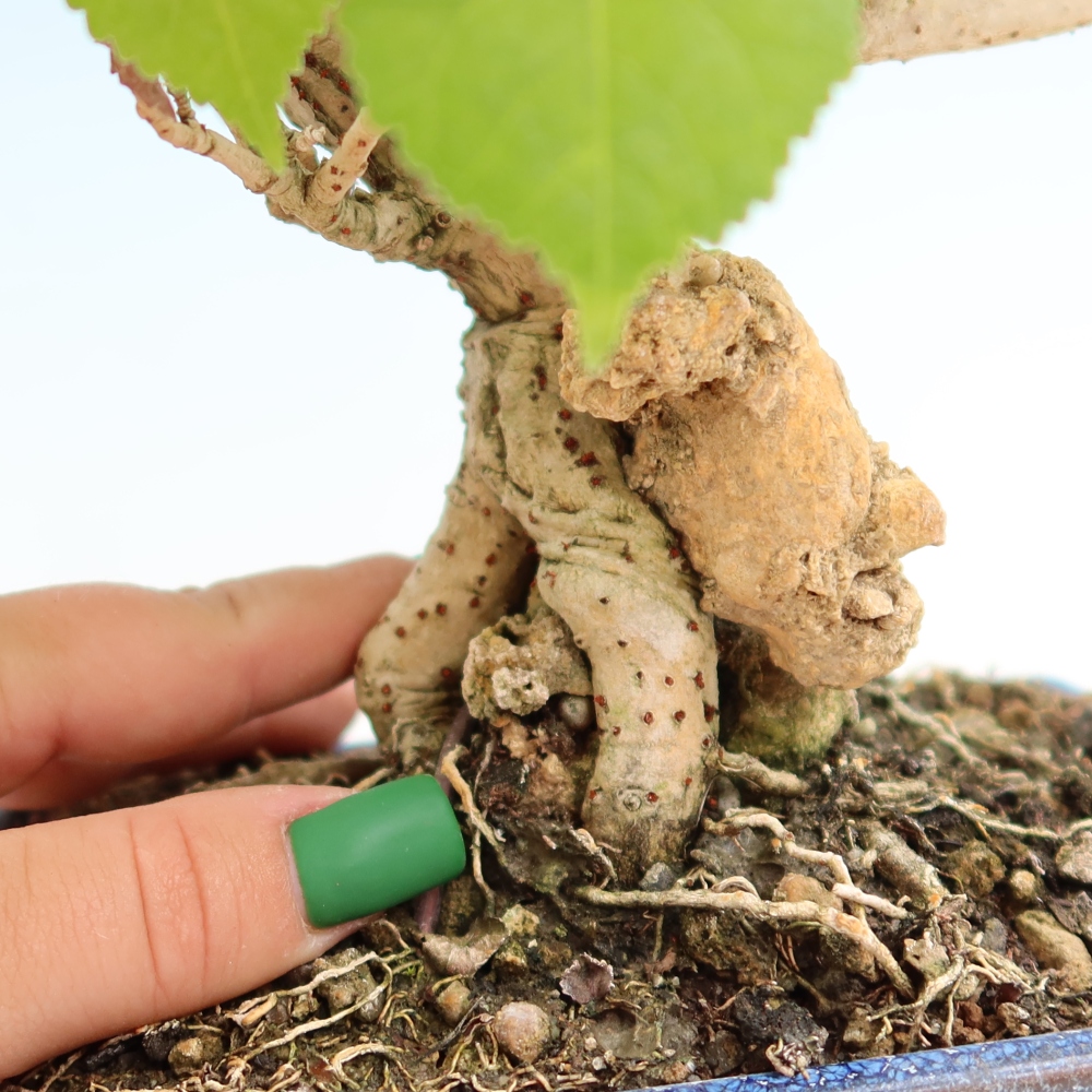Zimmerbonsai - Hibiscus tiliaceus - Meeres-Hibiskus