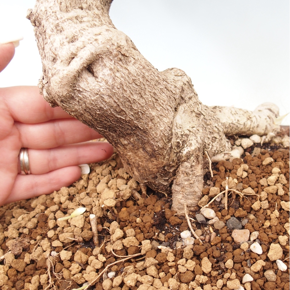 Bonsai für draußen - Vistaria - Glyzinie