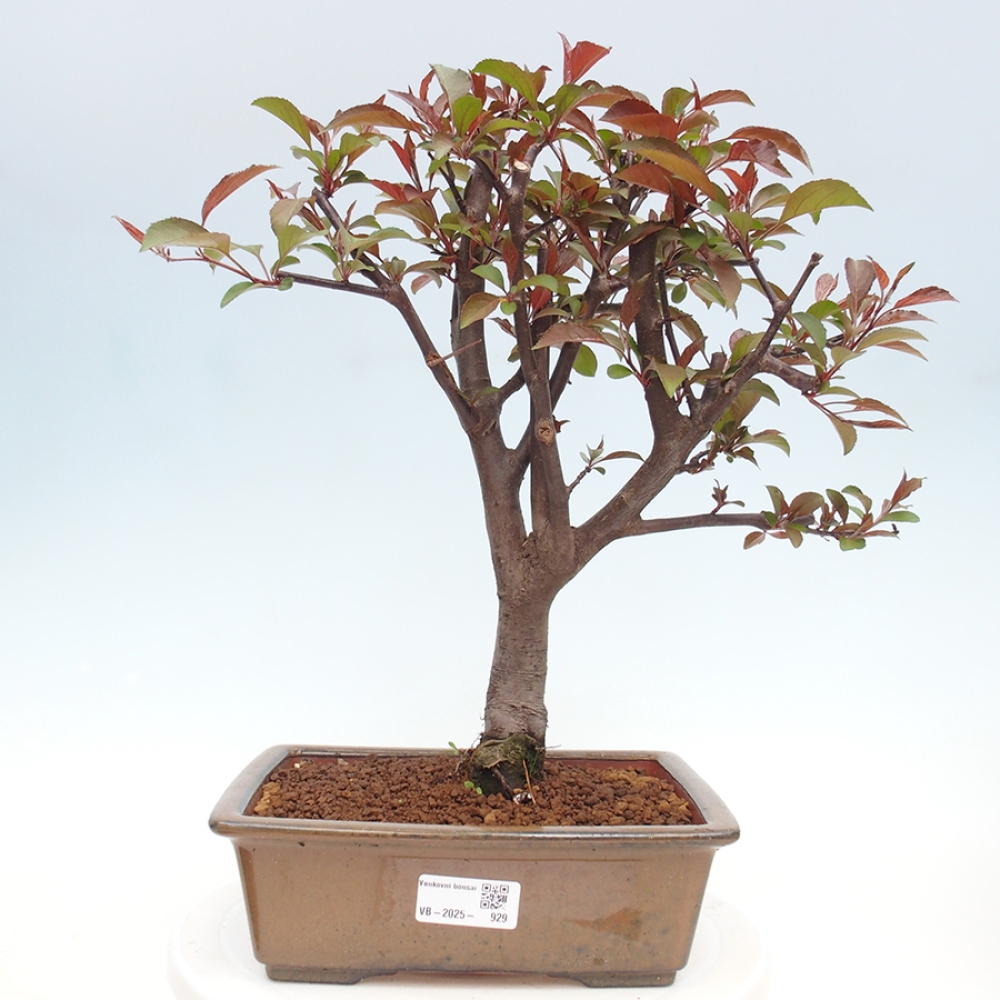 Freilandbonsai - Malus Domestica - Kleinfruchtiger rotblättriger Apfelbaum