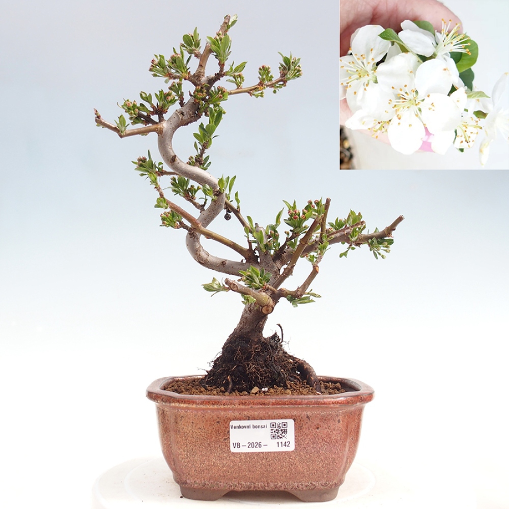 Outdoor Bonsai - Malus sargentii - Kleinfrüchtiger Apfelbaum