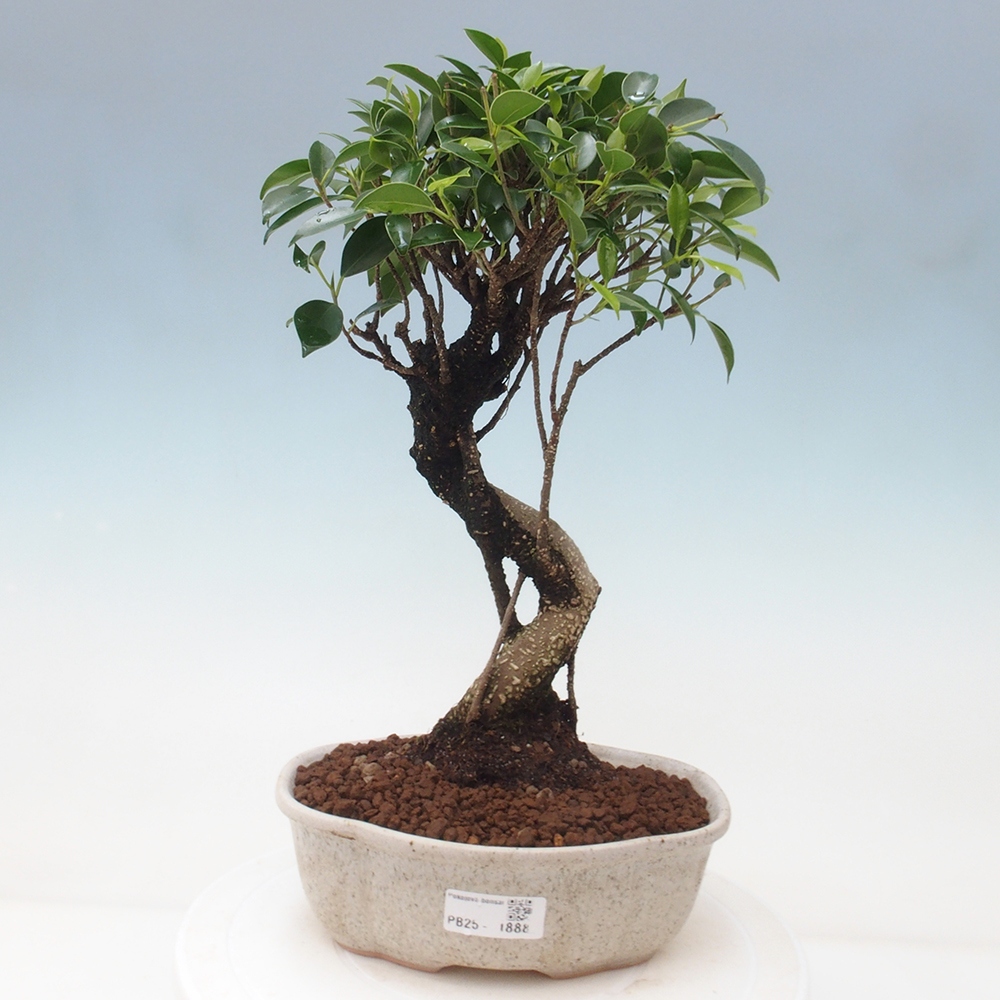 Indoor-Bonsai - Ficus retusa - kleiner Ficus