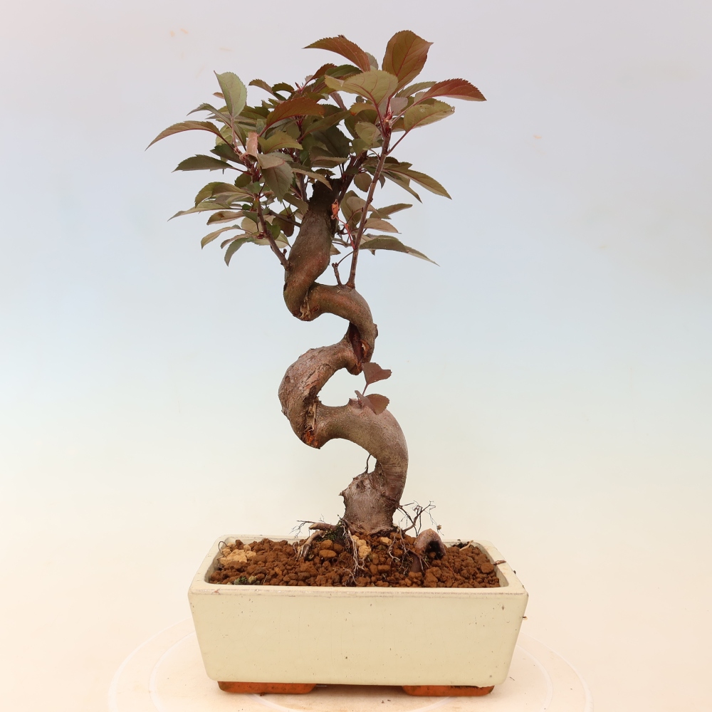 Outdoor-Bonsai -Malus domestica - Kleinfrüchtiger rotblättriger Apfelbaum