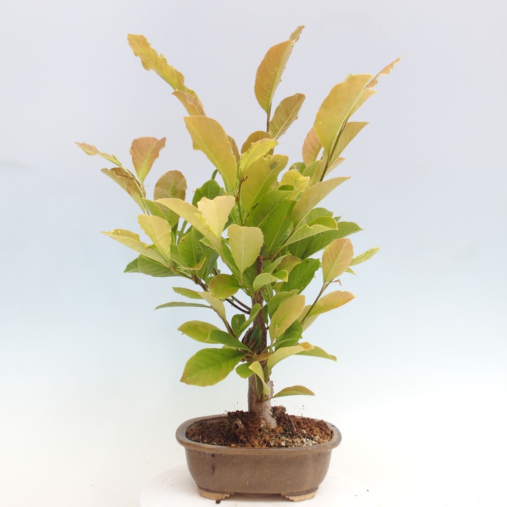 Outdoor-Bonsai - Magnolie loebneri merrill - Magnolie