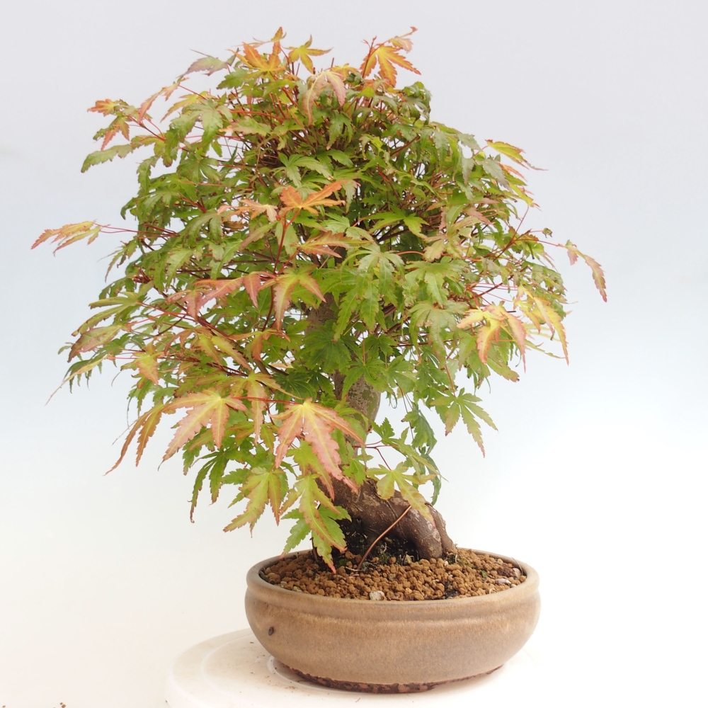Bonsai im Freien – Ahorn – Acer palmatum