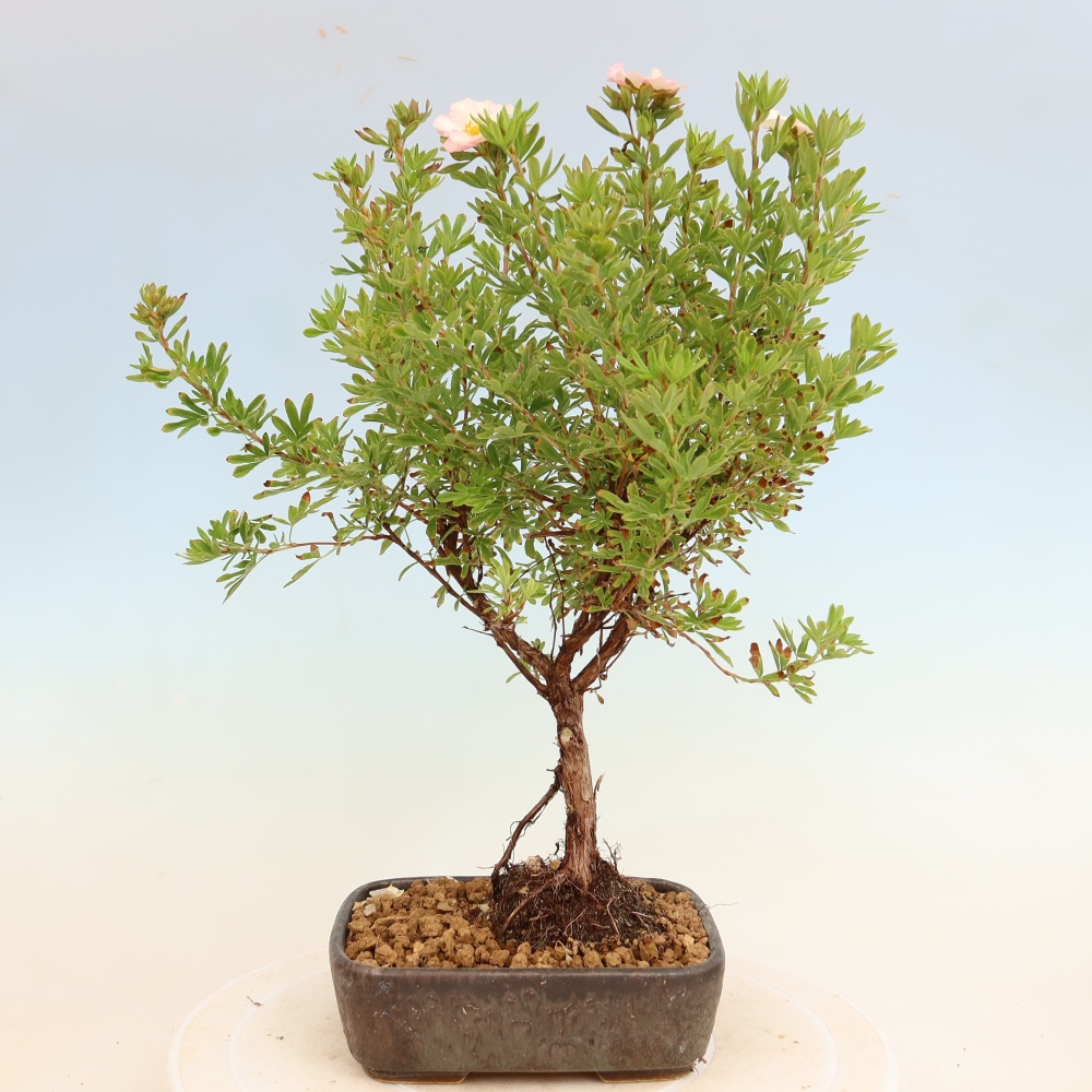 Bonsai für den Außenbereich – Strauch-Fingerkraut – Potentilla fruticosa Bellissima