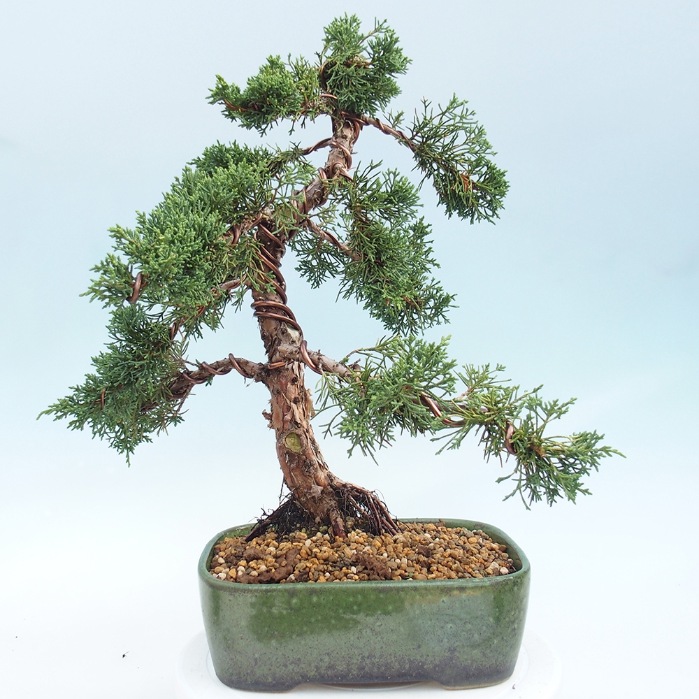 Outdoor-Bonsai - Juniperus chinensis Kishu - Chinesischer Wacholder