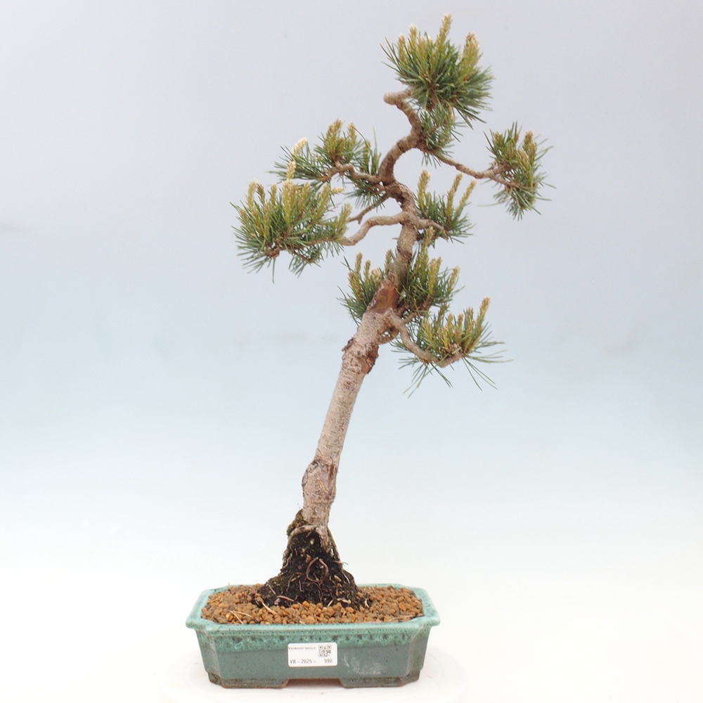 Bonsai im Freien - Pinus Sylvestris - Waldkiefer
