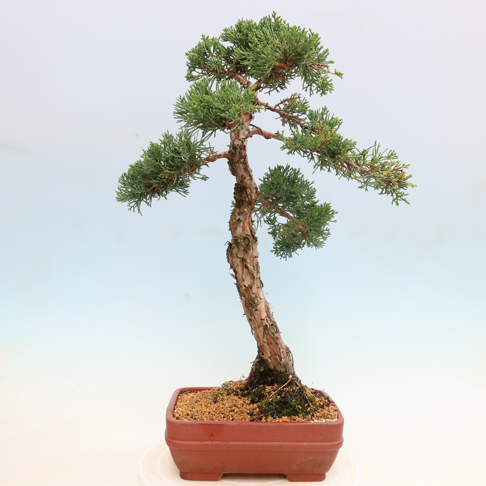 Bonsai für draußen - Juniperus chinensis Kishu