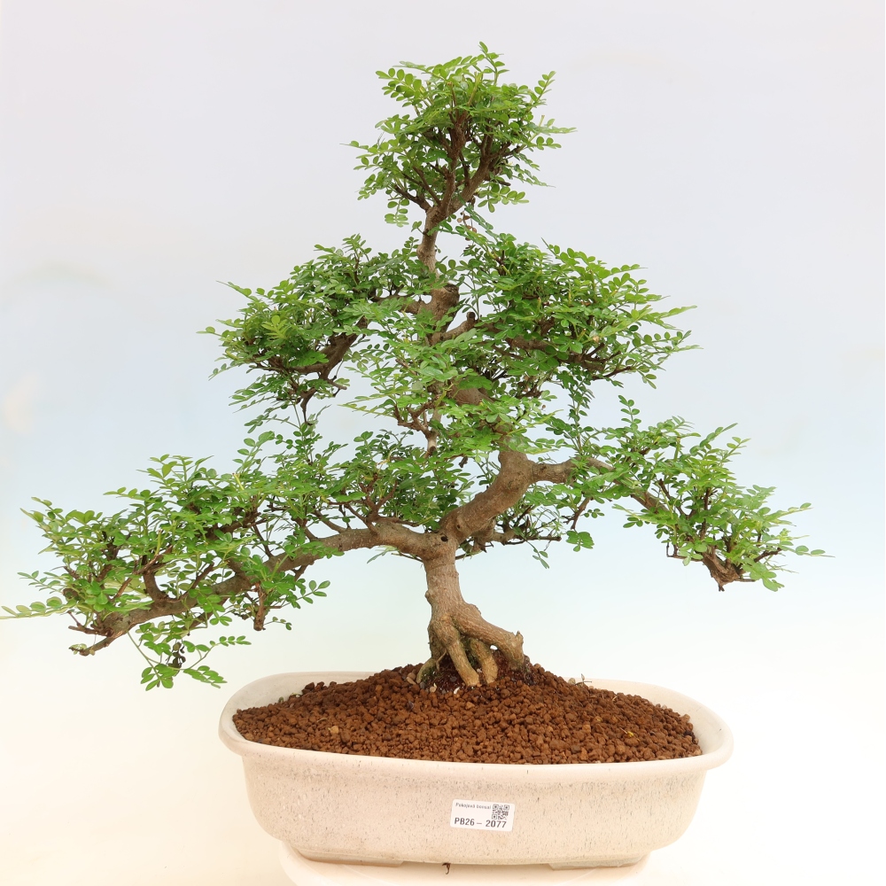 Zimmer Bonsai - Zantoxylum piperitum - Pfefferbaum