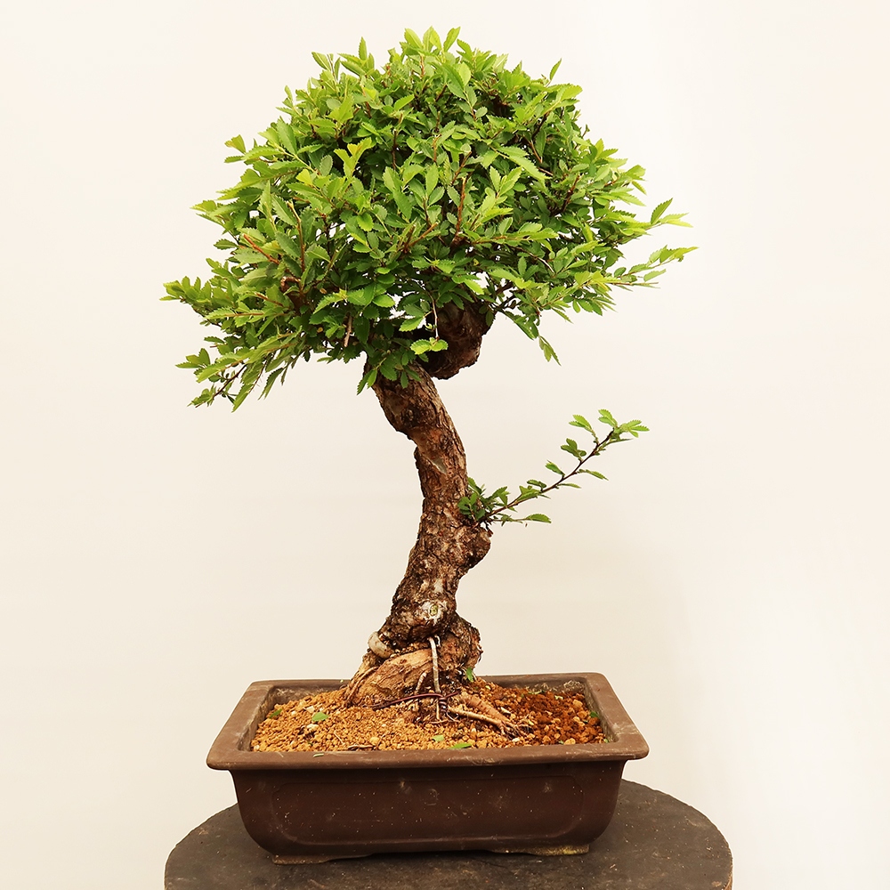 Bonsai im Freien - Zelkova - Zelkova NIRE