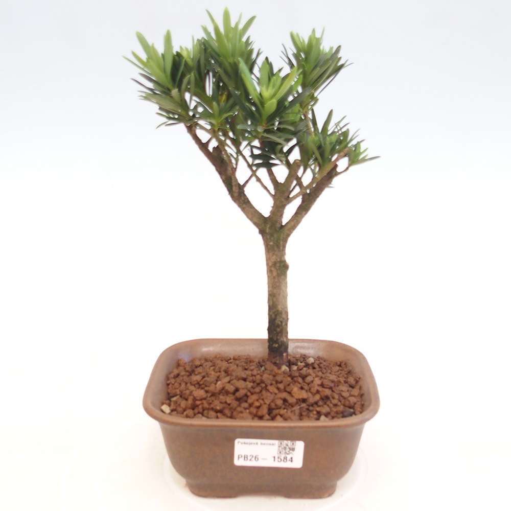 Zimmerbonsai - Podocarpus - Stein-Eibe