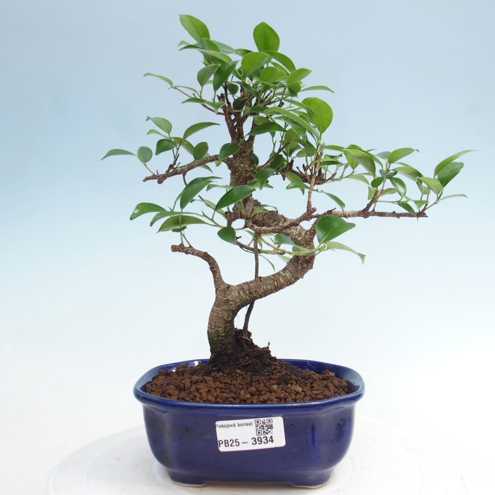 Zimmerbonsai - Ficus retusa - Kleinblättriger Ficus