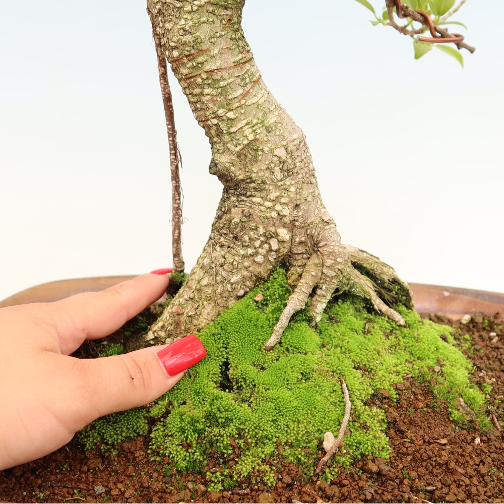 Zimmerbonsai - Ficus kimmen - Kleinblättriger Ficus