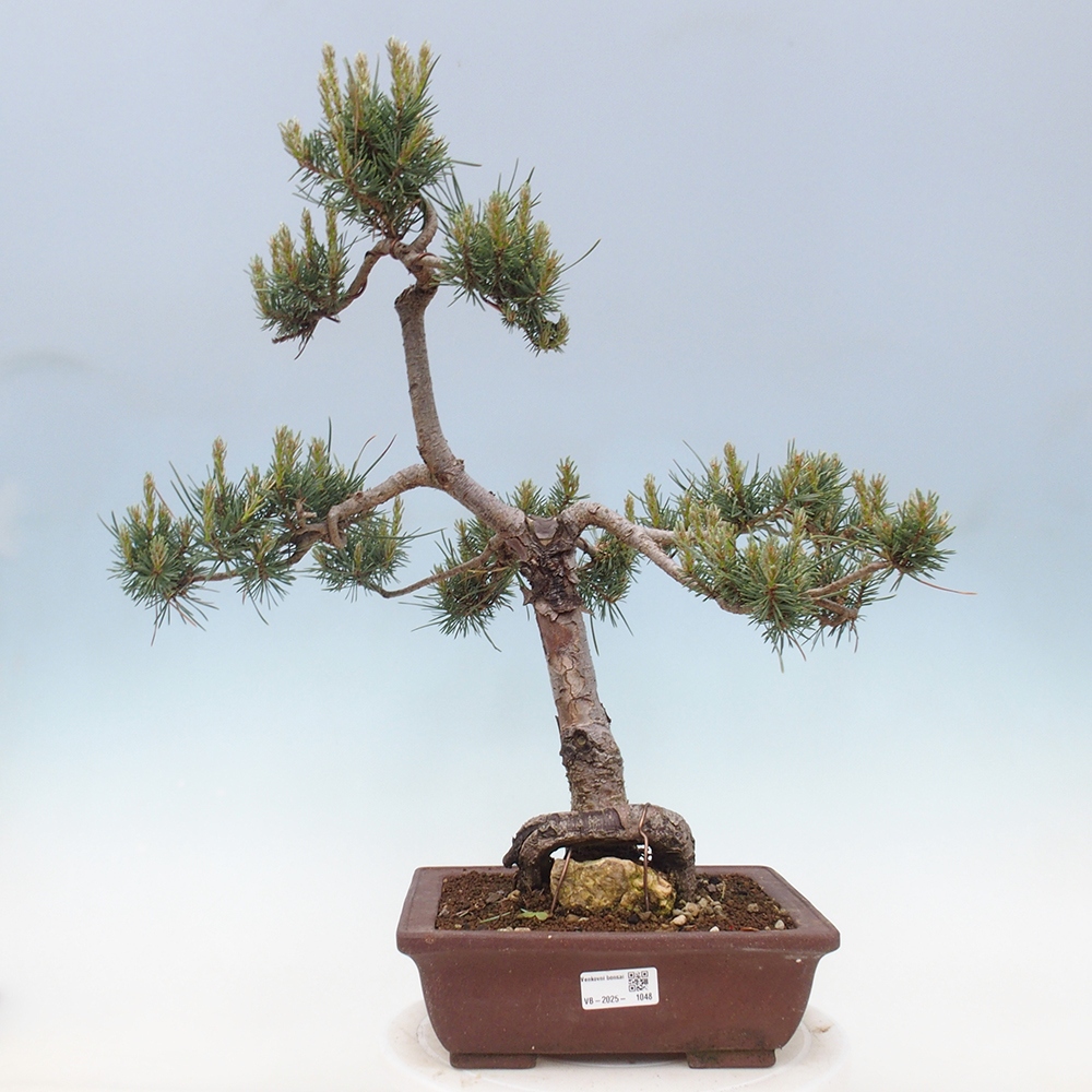 Bonsai im Freien - Pinus Sylvestris - Waldkiefer