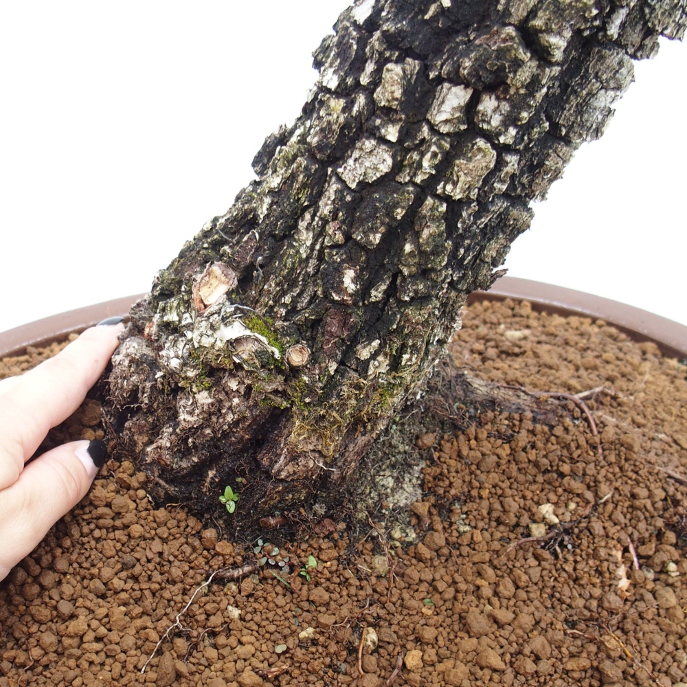 Yamadori - Quercus Ilex - Steineiche