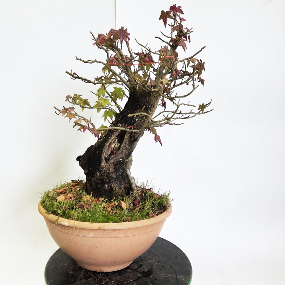 Bonsai für draußen - Westliche Ambrosia - Liquidambar styraciflua