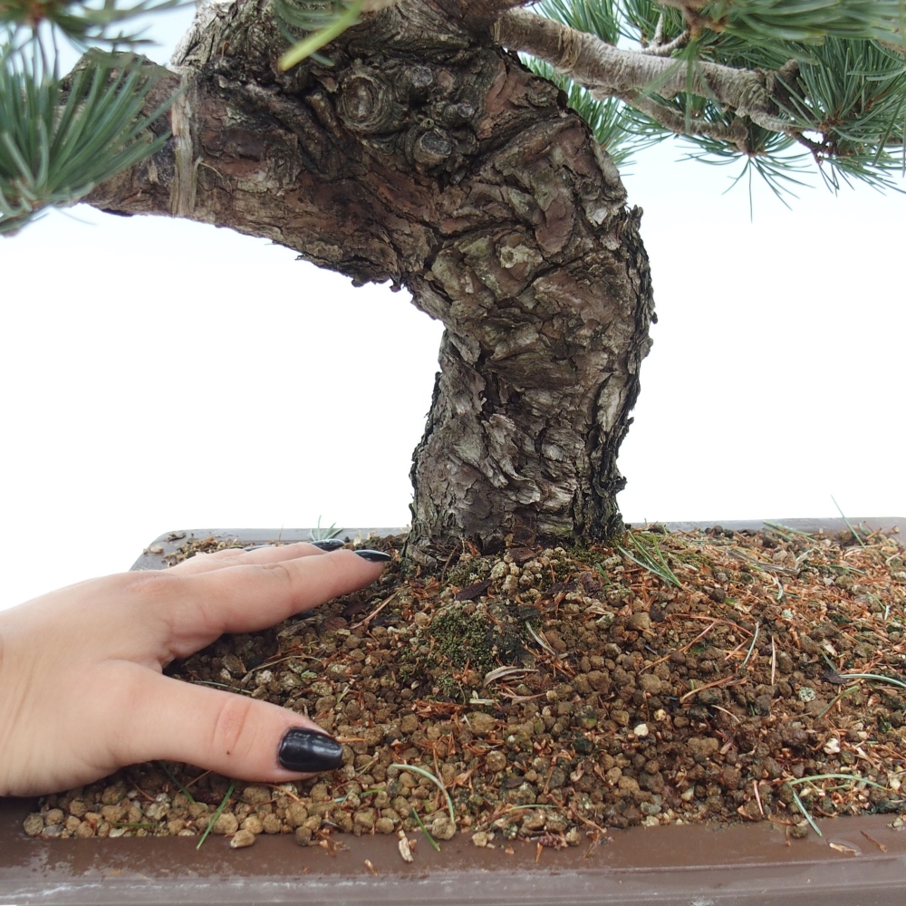 Bonsai im Freien - Pinus parviflora - kleine Kiefer