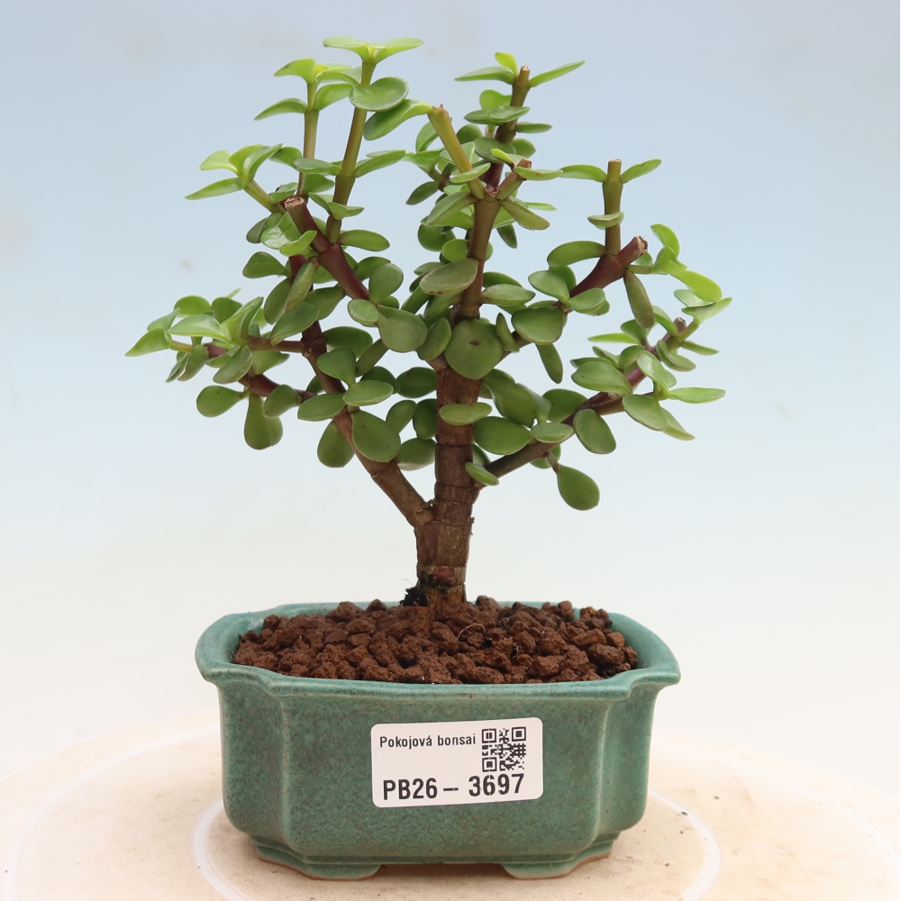 Zimmer Bonsai - Portulakaria Afra - Tlustice