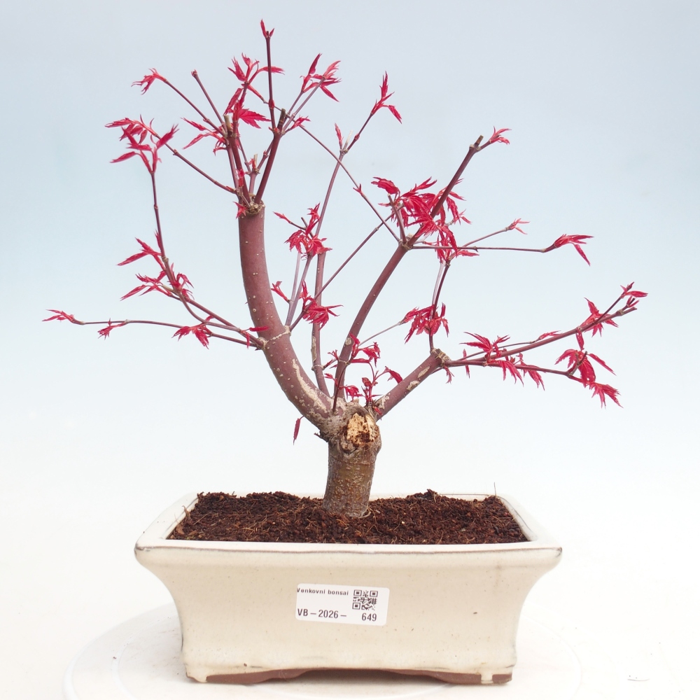 Bonsai für draußen - Acer palmatum DESHOJO