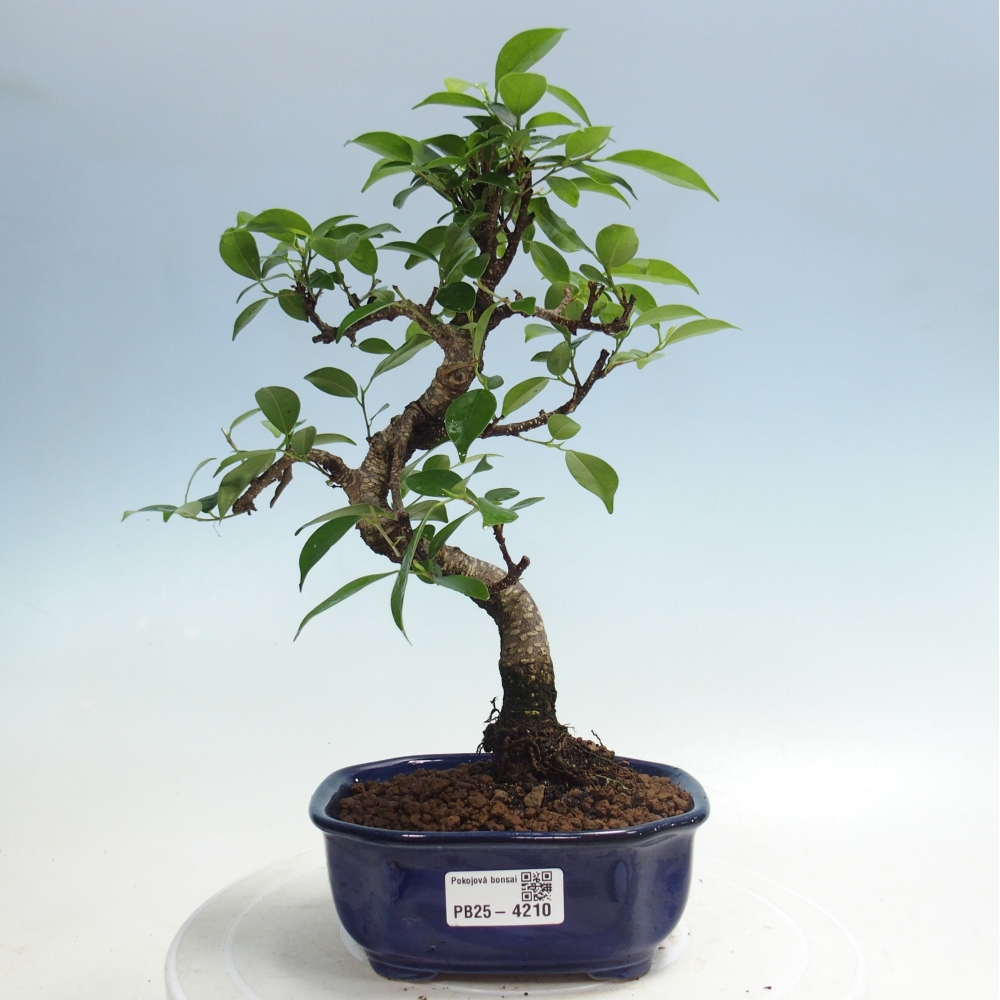 Zimmerbonsai - Ficus retusa - Kleinblättriger Ficus