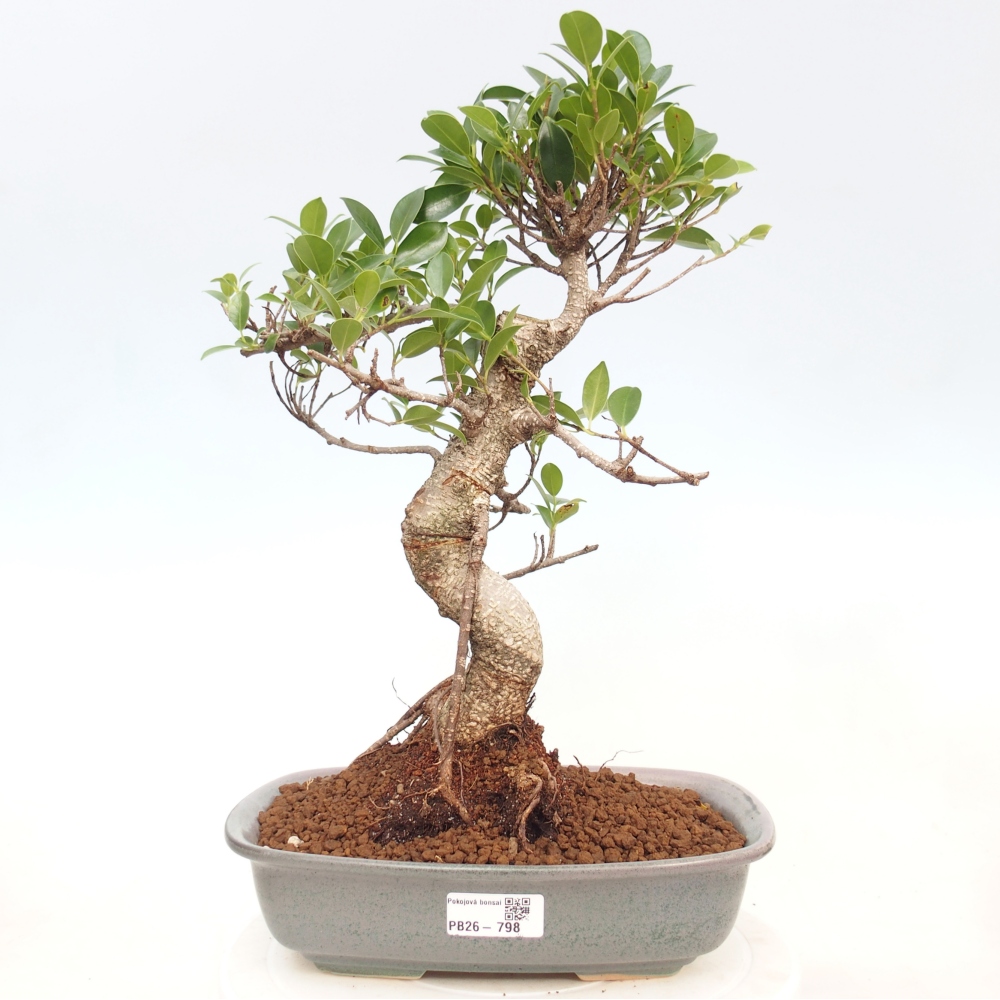 Zimmerbonsai - Ficus kimmen - Kleinblättriger Ficus